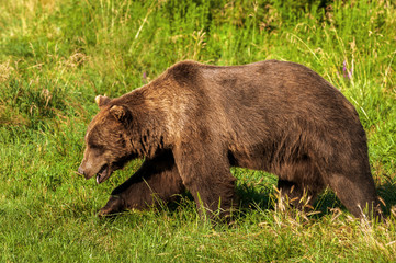 Big brown bear