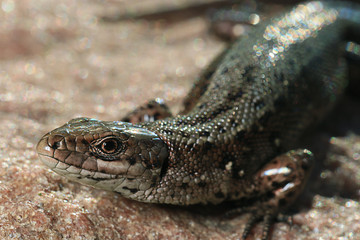 brown lizard on a rock close