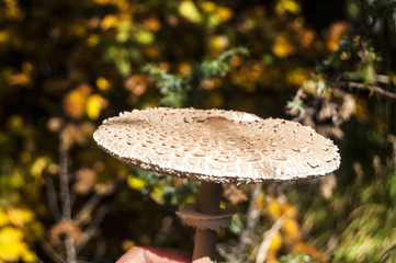 Parasol mushroom Macrolepiota procera on autumn background