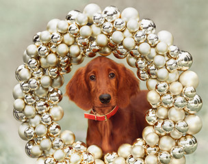 Setters puppy, xmas, horizontal portrait