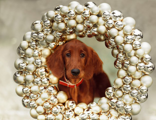 Setters puppy, xmas, horizontal portrait