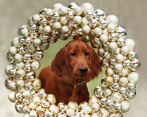 Setters puppy, xmas, horizontal portrait
