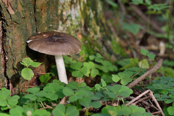 Dachpilz neben einem Baum