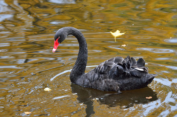 Санкт-Петербург, черный лебедь в пруду Михайловского сада