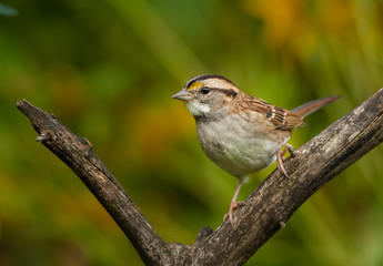 White-throated Sparrow