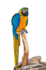 Parrot Isolated on white background