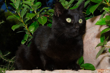 Gatto nero © Buffy1982