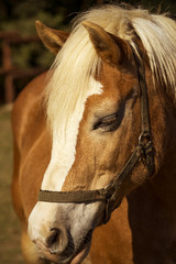 Fototapeta premium Portrait of nice brown horse