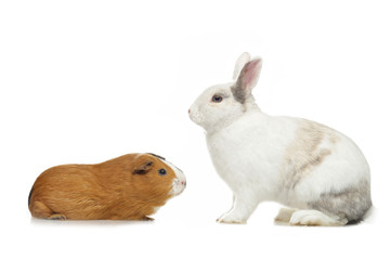 lapin nain et cobaye