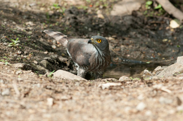 Crested Goshawk
