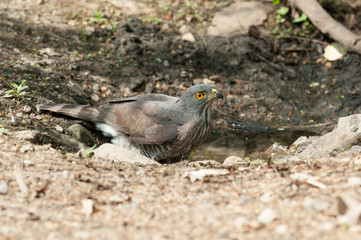 Crested Goshawk
