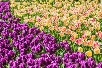 Colorful tulips