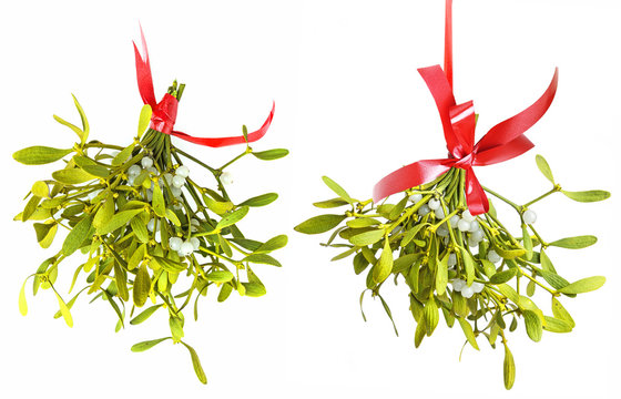 Mistletoe Isolated On A White Background