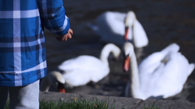 Boy throwing bread for swans, steadycam shot, slow motion shot