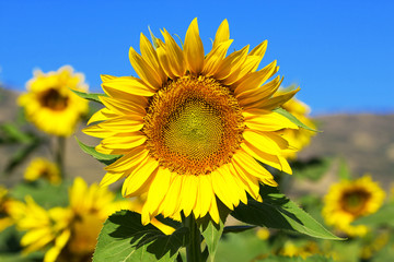 Sunflower background sky