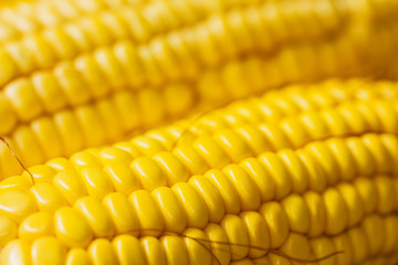 Ears of fresh corn. Close up of sweet corn