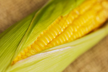 Ears of fresh corn. Close up of sweet corn © Magdalena Ruseva
