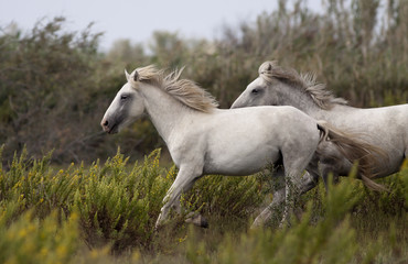 Fototapeta na wymiar Beautiful horses running in the field