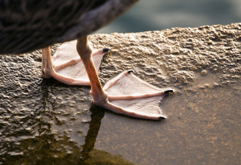 Close up photo of the feet of a gull