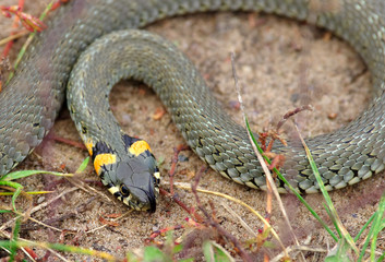 Grass snake