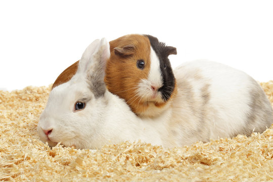 lapin nain et cobaye