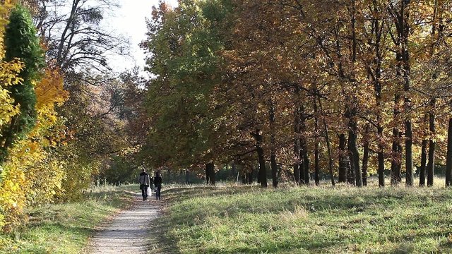 Autumn in park Aleksandriya
