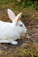 portrait of a white rabbit