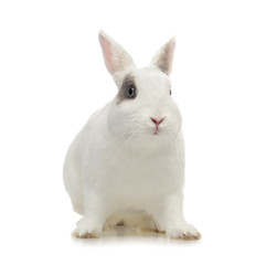 lapin nain blanc