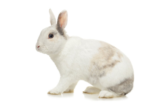 1 584 Best Lapin Blanc Images Stock Photos Vectors Adobe Stock