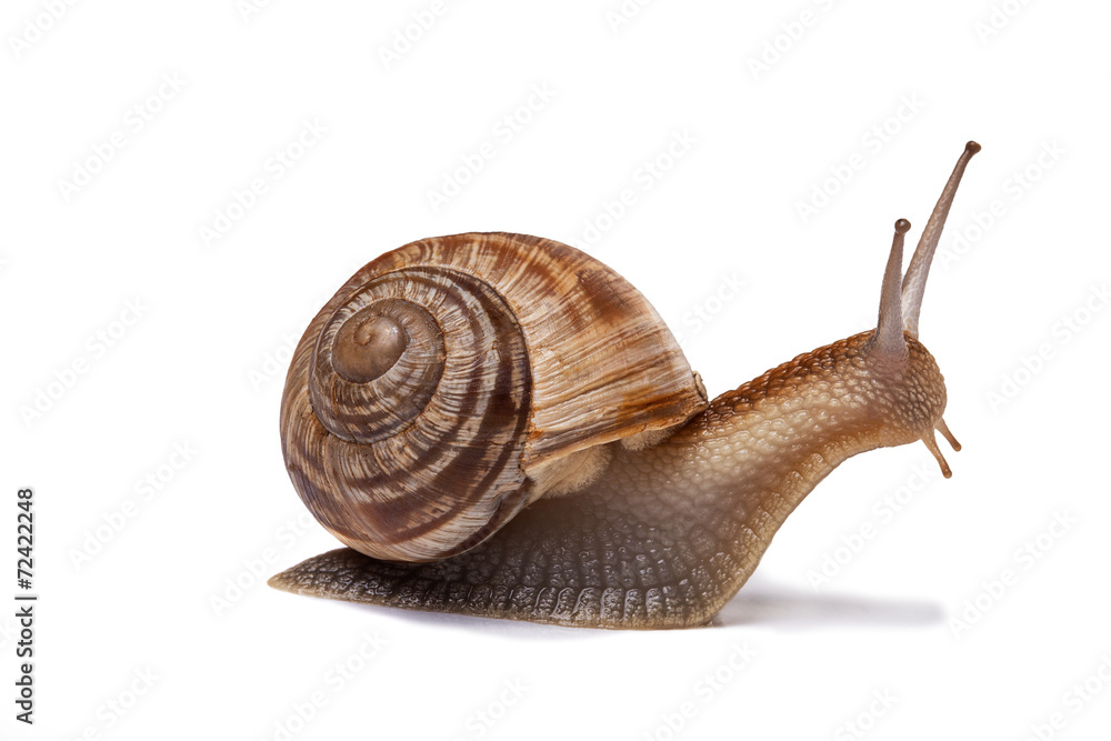 Wall mural snail on the white background