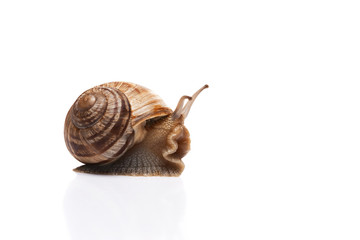 snail on the white background