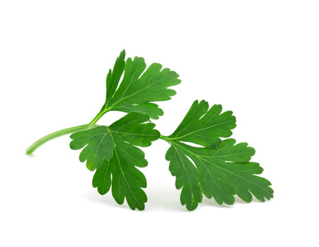 parsley