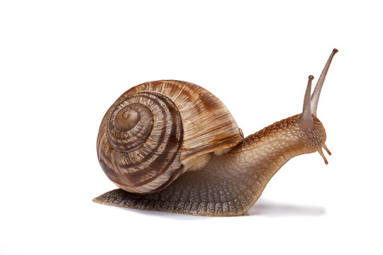 snail on the white background