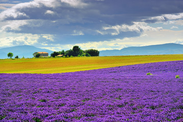 Plakat Provence rural landscape