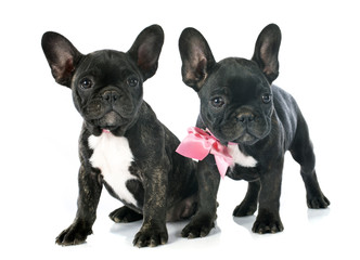 puppy french bulldog