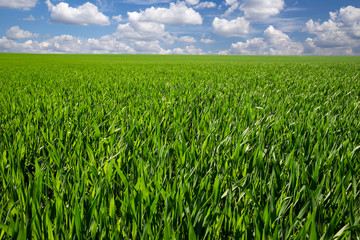 Background image of lush grass field under blue sky