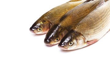 fresh fish on white background