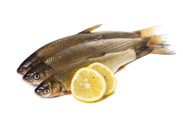 fresh fish on white background