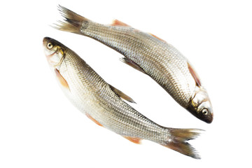 two fresh fish on white background