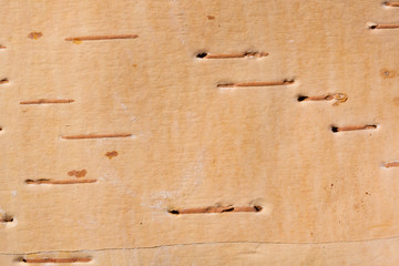 birch bark