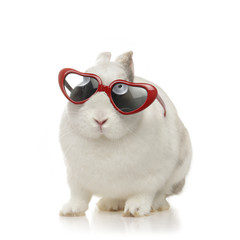 lapin nain blanc avec lunettes