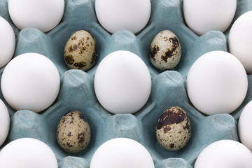 white Eggs in the packaging and quail egg