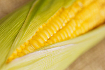 Ears of fresh corn. Close up of sweet corn © Magdalena Ruseva