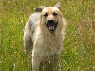 Собака стоит на траве