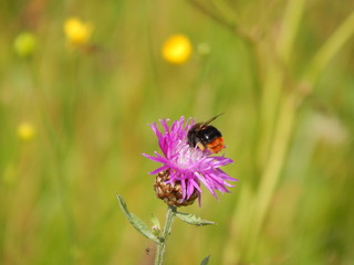 Крупный план пчелы на поле