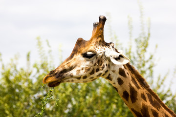 Giraffe