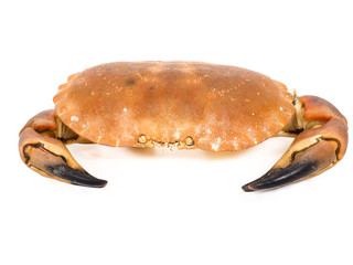 Bolied orange color crab  with claws isolated on white backgroun