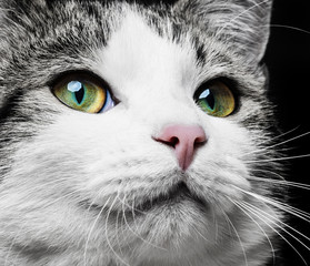 a cat portrait close up