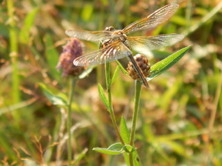 Крупный план стрекозы на солнце