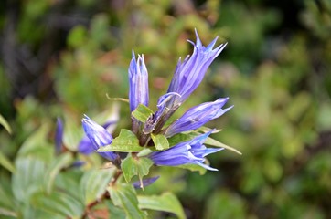 gentian